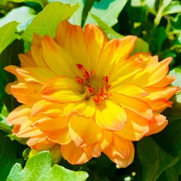 citrines_closet